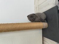 2 aylık yavru scottish fold kediler