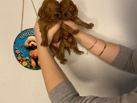 KİLO GARANTİLİ TOY POODLE VE KORE YAVRULARIMIZ