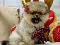 Show class pomeranian boo ayıcık kızımız