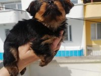 Yorkshire terrier