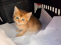 Golden British Shorthair Yavrusu