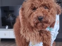 2 Yaşında Erkek Toy Poodle