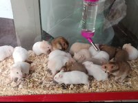 Renk Renk Yavru Hamsterler