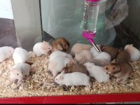 renk renk yavru hamsterler