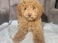 1 NO ERKEK MALTIPOO OĞLUMUZ