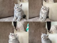 Silver British Shorthair Disi