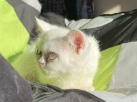 BRİTİSH SHORTHAİR ERKEK YAVRU