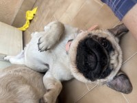 Yaşında pug mops