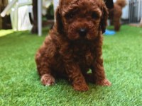 Redbrown toy poodle yavrularımız