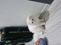 Scottish Fold Longhair 7 aylık erkek