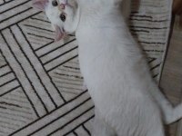 YAVRU BRİTİSH SHORTHAİR KEDİLERİMİZE SICAK BİR YUVA ARIYORUZ
