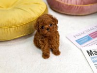 KOREAN EXPORT YURT DIŞI GİRİŞLİ TOY POODLE BEBEKLERİM