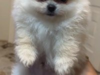 POMERANIAN BOO AYI SURAT