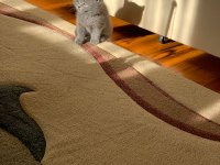 Safkan british shorthair