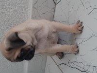 Pug bebekleri