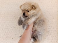 Erkek Dişi Pomeranian Yavrular