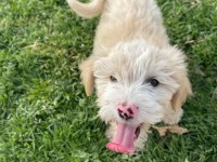 Maltipoo bebek köpekler