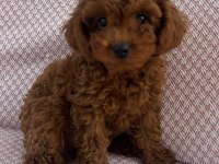Minik Kore poodle