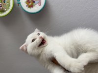 Scottish fold dişi