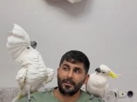 Evcil umberalla dişi kakadu konuşuyor