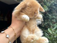 HOLLANDA LOP TAVŞAN