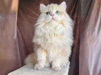Krem British Longhair Oğluş