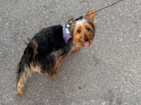 Yavru yorkshire terrier 6 aylık
