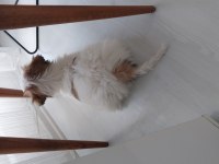 Havanese terrier 5 aylık