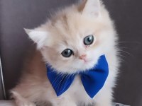 British Shorthair Erkek