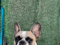Bir insan kadar uysal french bulldog Miyamız