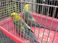 Yuva hazırlığında rainbow takım muhabbet kuşu