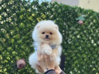 Show Kalite Pomeranian Boo Yavruları