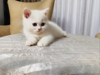 British Shorthair White