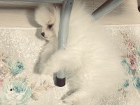 Pomeranian boo köpeğimiz