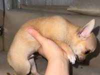 2 aylık chihuahua erkek yavrusu