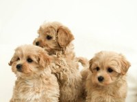Maltipoo bebeklerimiz teacup