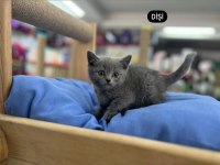 British shorthair Scottish Fold