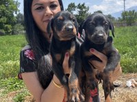 Üst kalite doberman yavrularım