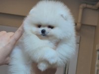 Orjinal Pomeranian Boo