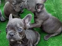 French bulldog bebekler