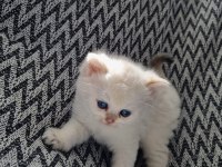Scottish straight shorthair dişi