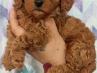TOY MALTİPOO YAVRULARIMIZ