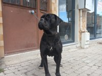 Dev Dışı CANE CORSO