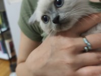 British Longhair Yavru Gri