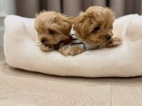 IRK GARANTİLİ MALTİPOO YAVRULARI