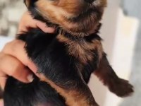 Dişi 25 günlük yorkshire terrier 20 gün sonra teslim