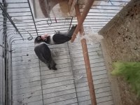 Güzel kuşlar yuvaya giriyorlar