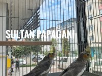 GRAY SULTAN PAPAĞANI YAVRULAR SİZLERLE