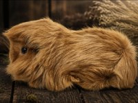 Safkan Tekrenk Peruvian Bebek Guinea Pig