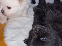 A Kalite Pomeranian Yavruları
